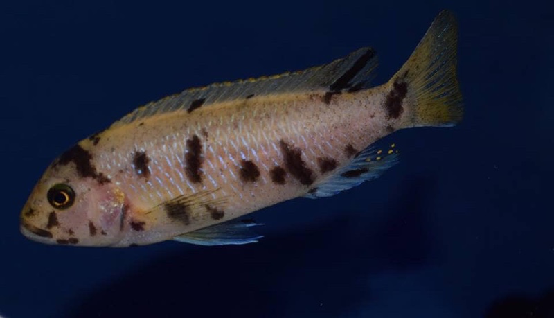 Maylandia sp. 'zebra gold' Kawanga